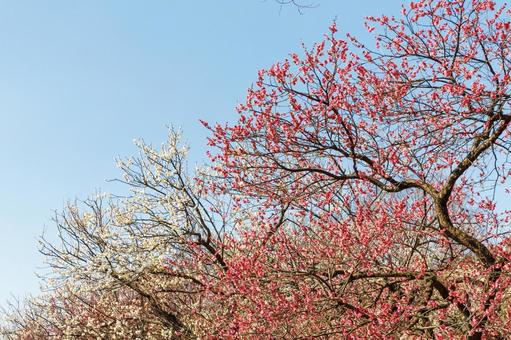 青空に映える満開の紅梅と白梅 梅,迎春,梅の花の写真素材