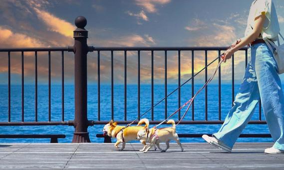 犬の散歩(夕方) 犬の散歩(夕方) 犬,散歩,人の写真素材