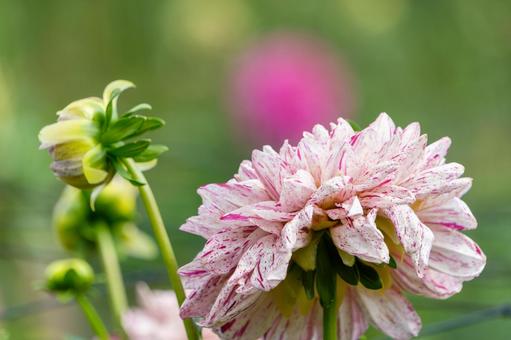 斑入りのダリアと蕾 斑入りのダリアと蕾 ダリア,花,植物の写真素材