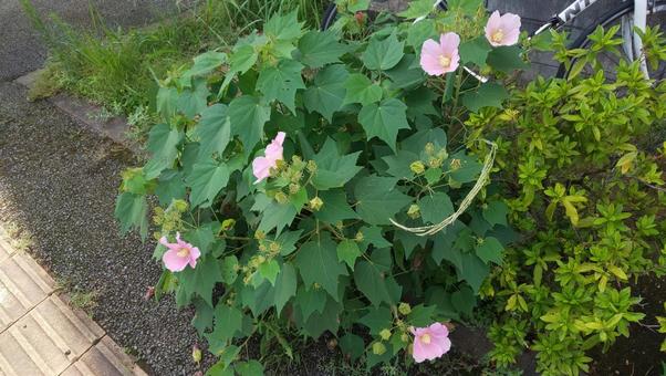 フヨウ フヨウ フヨウ,花,咲く花びらの写真素材