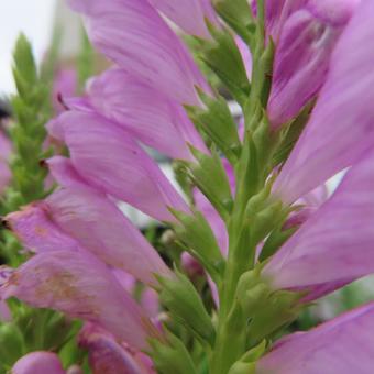 ハナトラノオ(花虎の尾) ハナトラノオ(花虎の尾) ハナトラノオ,花虎の尾,花の写真素材