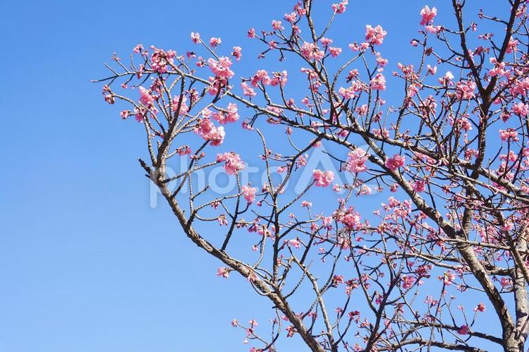 咲き始めた早咲きの土肥桜 桜,土肥桜,サクラの写真素材