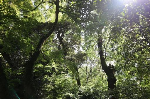 こもれ陽感じる緑の木々の森の風景 こもれ陽感じる緑の木々の森の風景の写真