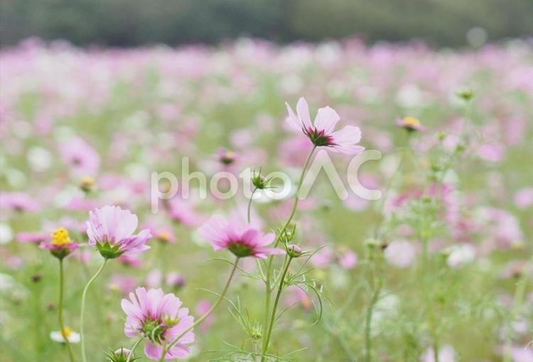 コスモス、ひたちなか海浜公園 コスモス,秋桜,ひたちなか海浜公園の写真素材