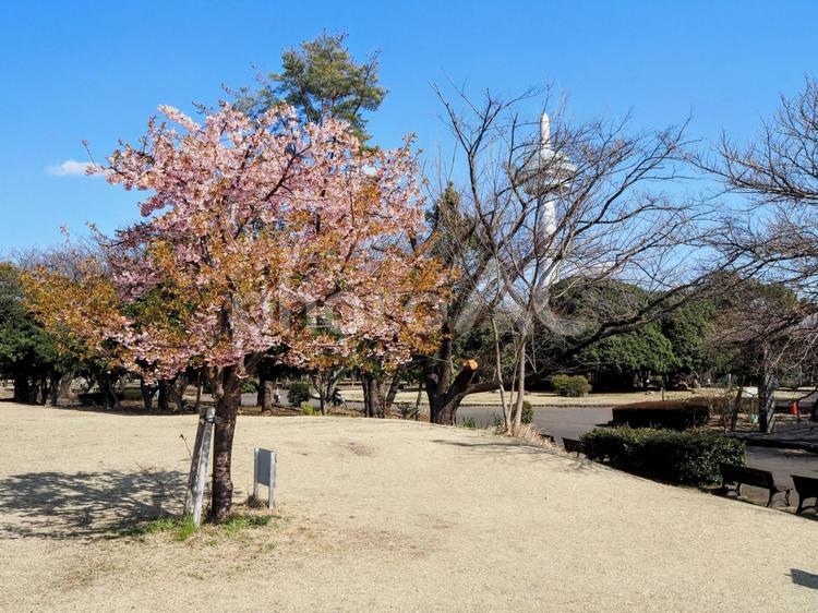 早春の花・航空公園の河津桜・埼玉県所沢市 早春,河津桜,放送塔の写真素材