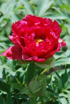 ボタンの花の写真