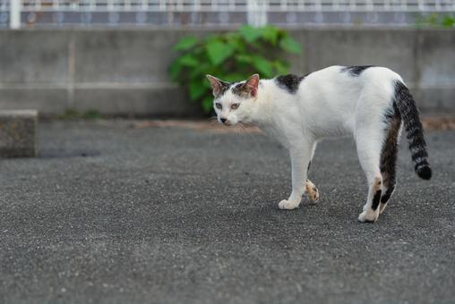 歩きながらこちらを振り返る牛柄猫 歩きながらこちらを振り返る牛柄猫 牛柄猫,cawcat,ハチワレ猫の写真素材