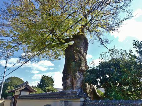 二見の大ムク 二見の大ムク 二見の大椋,巨樹,国指定天然記念物の写真素材