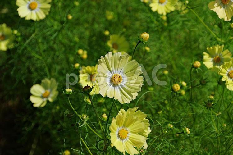 秋桜幻想 秋桜,コスモス,花の写真素材