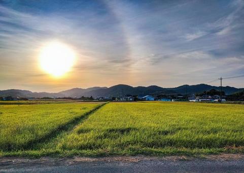 千葉県南部 8月の夕暮れの稲田の風景 千葉県南部 8月の夕暮れの稲田の風景の写真