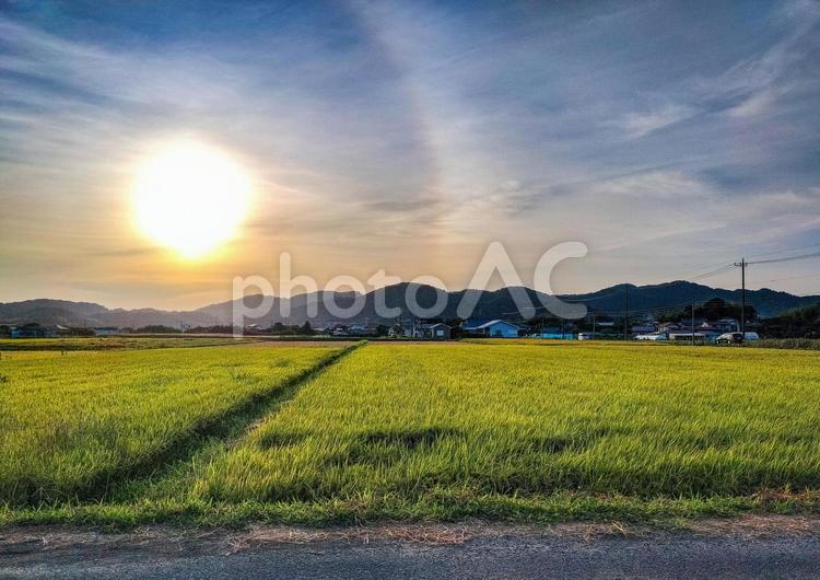 千葉県南部　8月の夕暮れの稲田の風景 稲田,田圃,八月の写真素材
