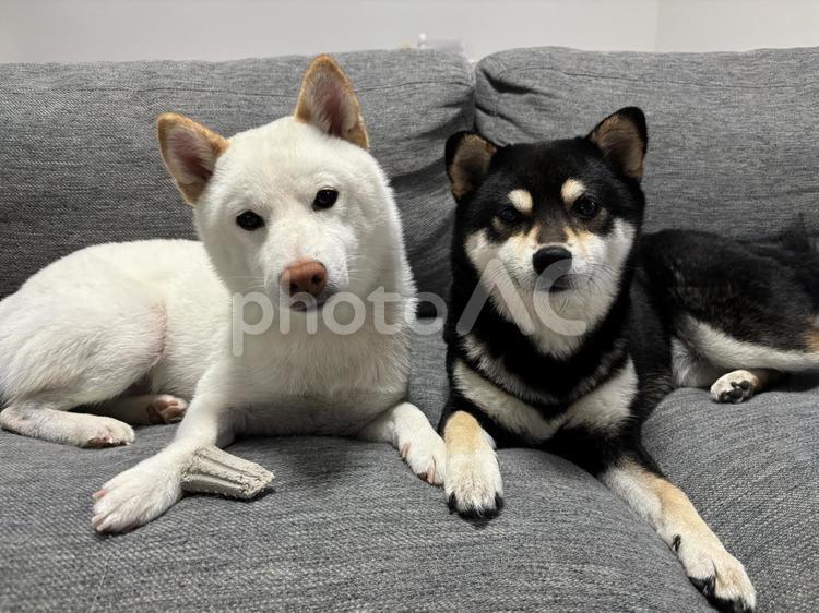 仲良し犬 柴犬,白柴,黒柴の写真素材