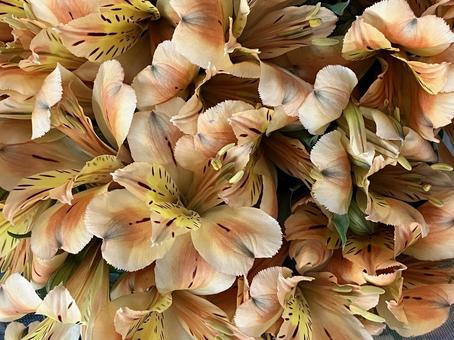 花(アルストロメリア) 花(アルストロメリア) 花,アップ,植物の写真素材