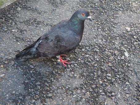 都会の鳩の写真