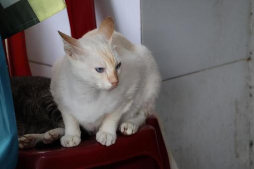 椅子の上にいる白い猫 椅子,上,白いの写真素材