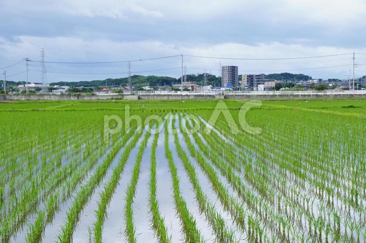 田舎の風景 稲,風景,景色の写真素材