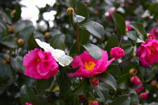 ツバキと雪 ツバキ,雪,ピンクの写真素材