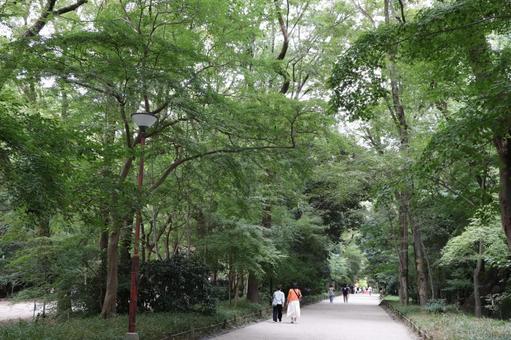 賀茂御祖神社(下鴨神社)糺の森 賀茂御祖神社(下鴨神社)糺の森の写真