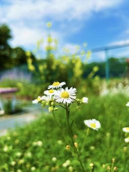 草むらに咲くヒメジョオン 空,ヒメジョオン,草むらの写真素材