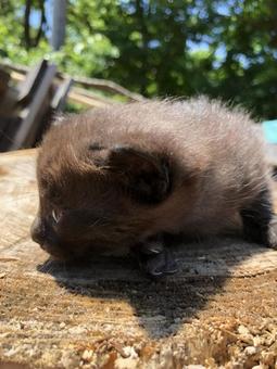 切り株と子猫の写真