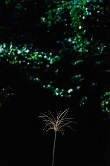 ススキ ススキ,薄,芒の写真素材