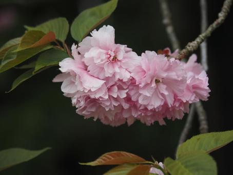 桜の花 桜の花の写真