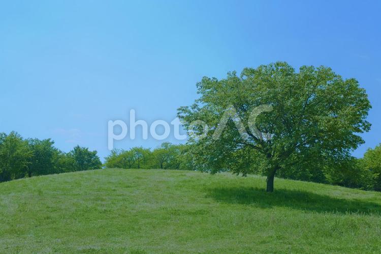 緑の木　公園 森,木,太陽の写真素材