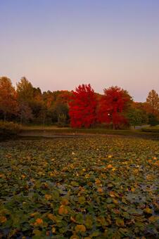 夕暮れの空と真っ赤なメタセコイアの紅葉 紅葉,黄葉,秋の写真素材