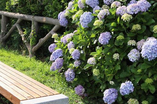 アジサイの写真