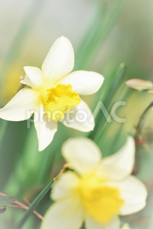 植物　花　スイセン 植物,花,スイセンの写真素材