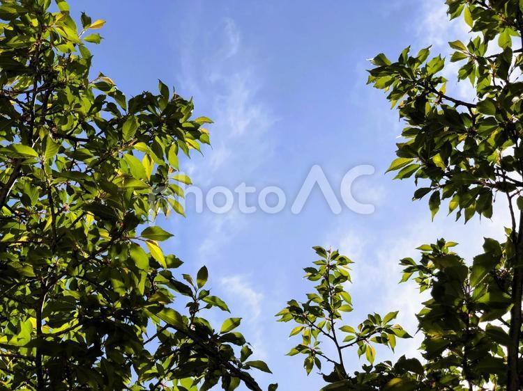 空と雲と桜の木02 空,木,緑の写真素材