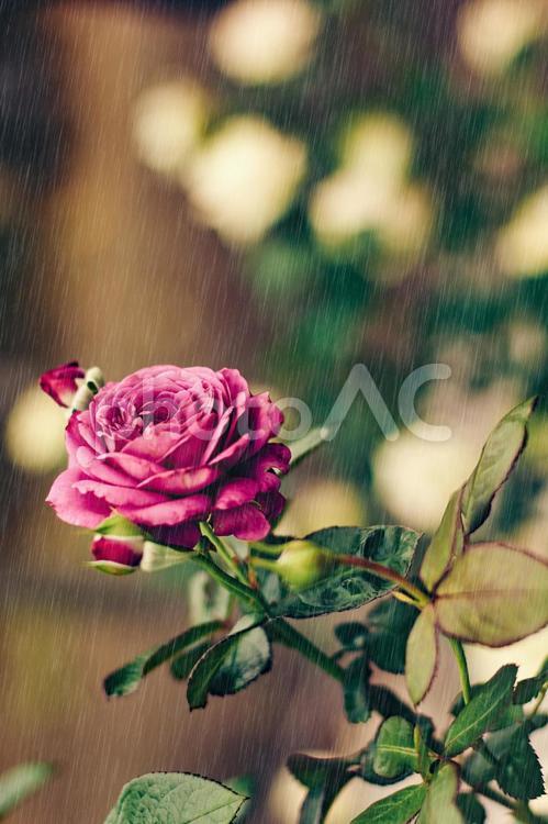 紫の薔薇と雨 薔薇,雨,紫の写真素材
