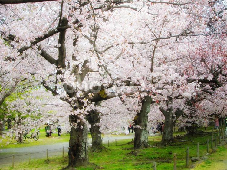 桜の木 さくら,自然,風景の写真素材