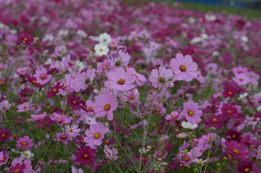 コスモス（安城市赤松町）の写真