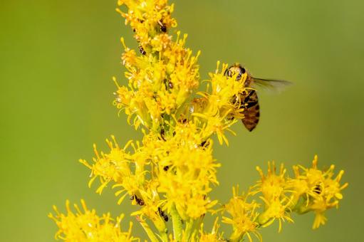 ミツバチとセイタカアワダチソウ⒆の写真