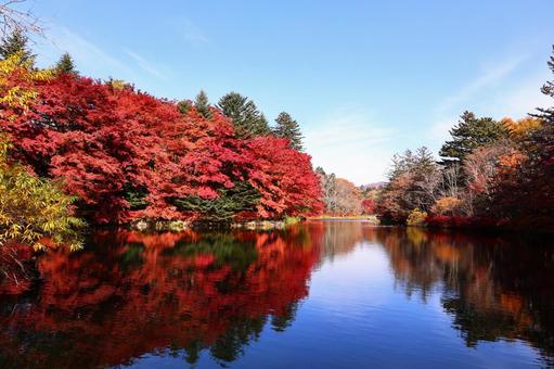 快晴の雲場池 軽井沢,自然,秋の写真素材