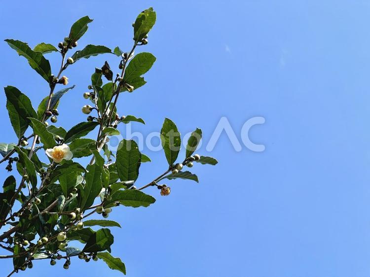 お茶の花と秋空 お茶の花,茶葉,蕾の写真素材
