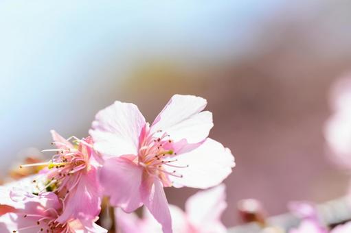 青空と河津桜 青空と河津桜の写真