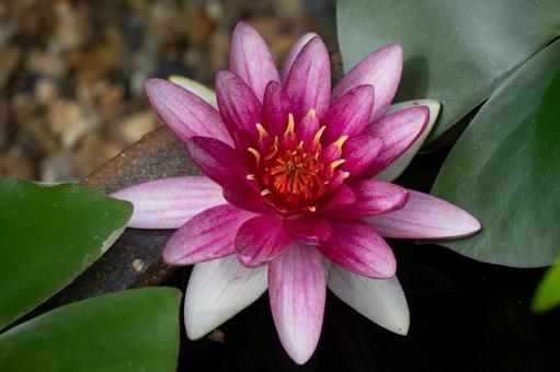 スイレンピンクA 水連,花,きれいの写真素材