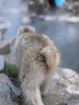 お猿 お猿の写真