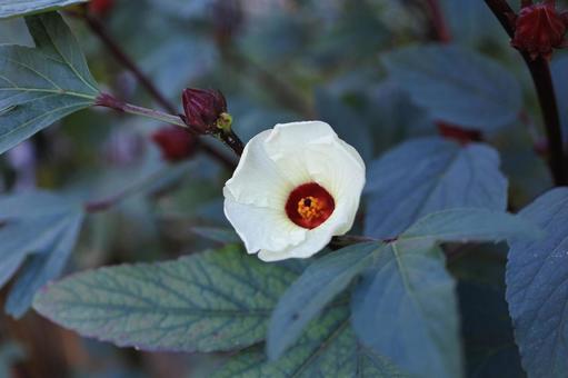 MY GARDEN FLOWER 16 MY GARDEN FLOWER 16の写真