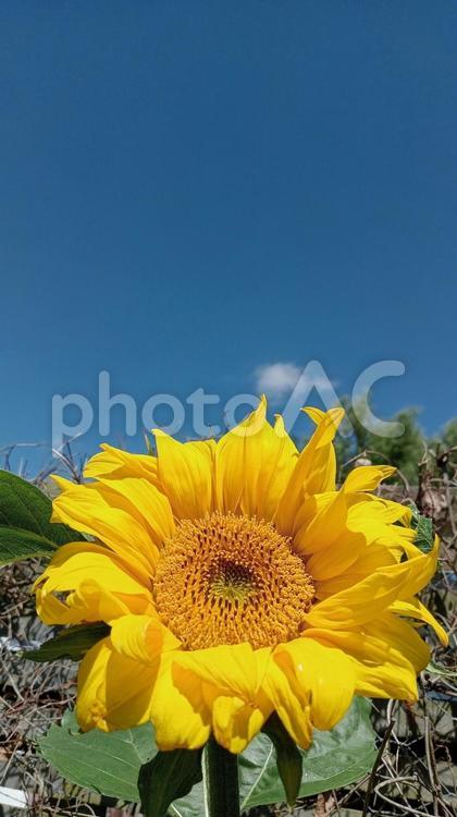 青空と大きな黄色いひまわりの花 ひまわり,ヒマワリ,きれいの写真素材