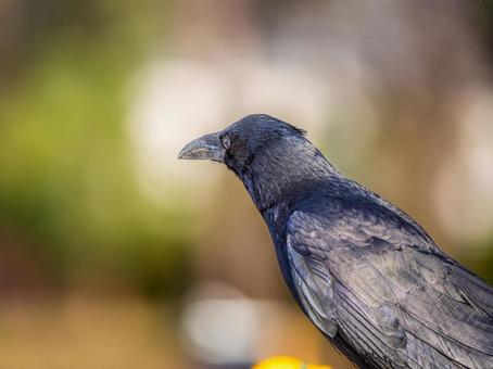 カラスのアップ カラスのアップの写真