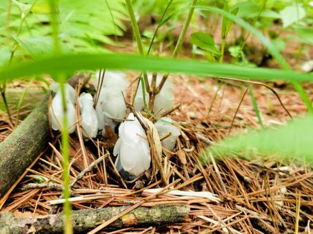 森の中のギンリュウソウ 自然,風物詩,ギンリュウソウの写真素材