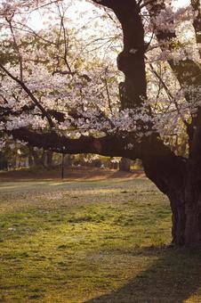 cherry blossoms, JPG