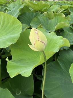 花★蓮(ハス)の花 白 花★蓮(ハス)の花 白の写真