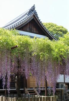 葛井寺 阿弥陀堂と藤の花 葛井寺 阿弥陀堂と藤の花 葛井寺,紫雲山,阿弥陀堂の写真素材