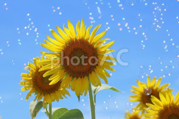 ひまわり ひまわり,畑,向日葵の写真素材