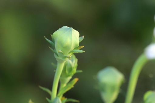 白いキキョウの花つぼみ 白いキキョウの花つぼみ 植物,花,桔梗の写真素材