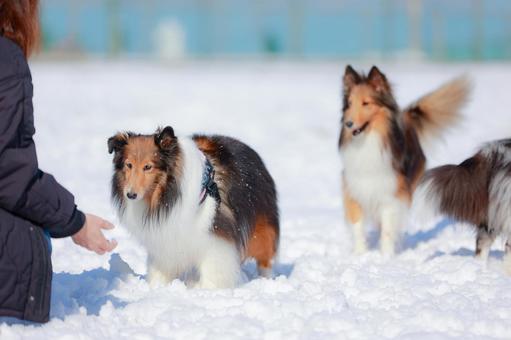 Photo, dog, sheltie, a pet, 